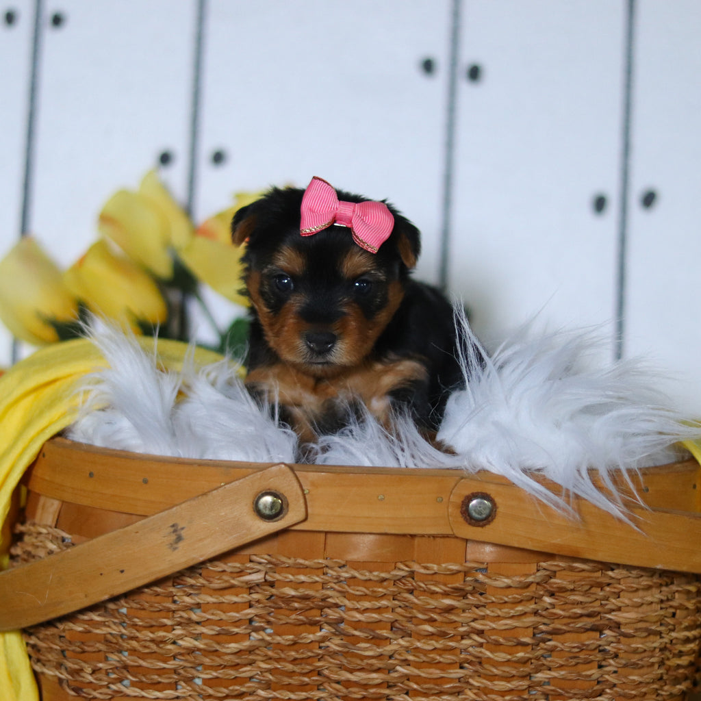 Della - Available 5/14