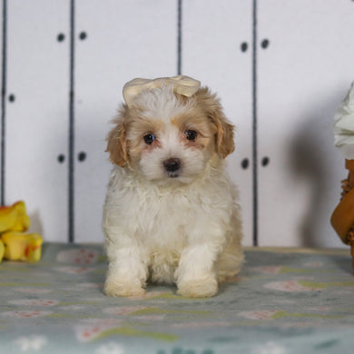Lizzie - Available 5/14