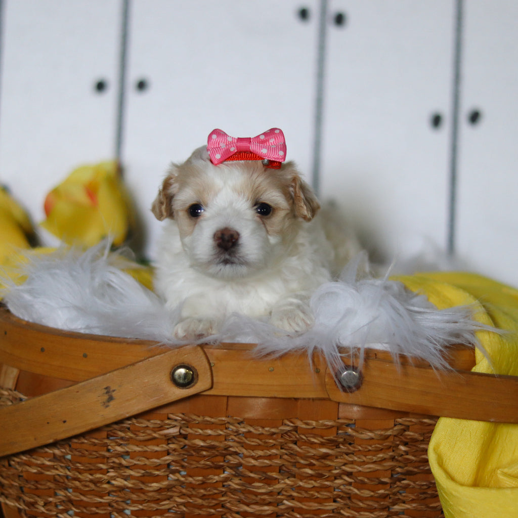 Lizzie - Available 5/14