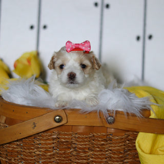 Lizzie - Available 5/14