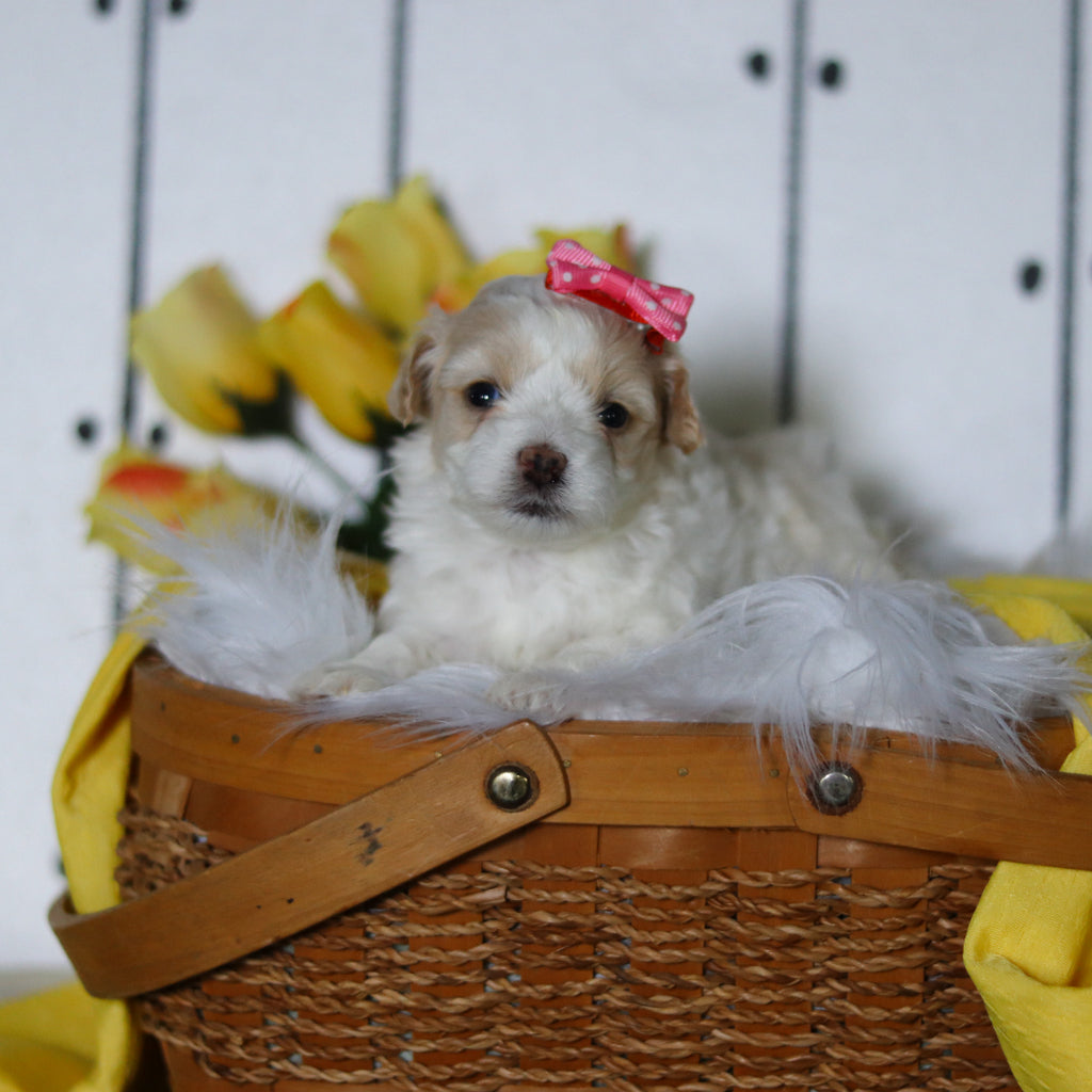 Lizzie - Available 5/14