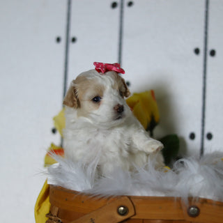 Lizzie - Available 5/14