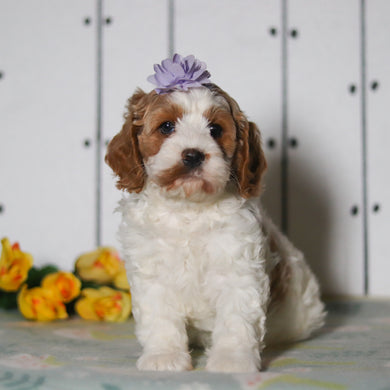 Vivian - Available 5/14