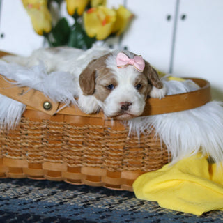 Vivian - Available 5/14