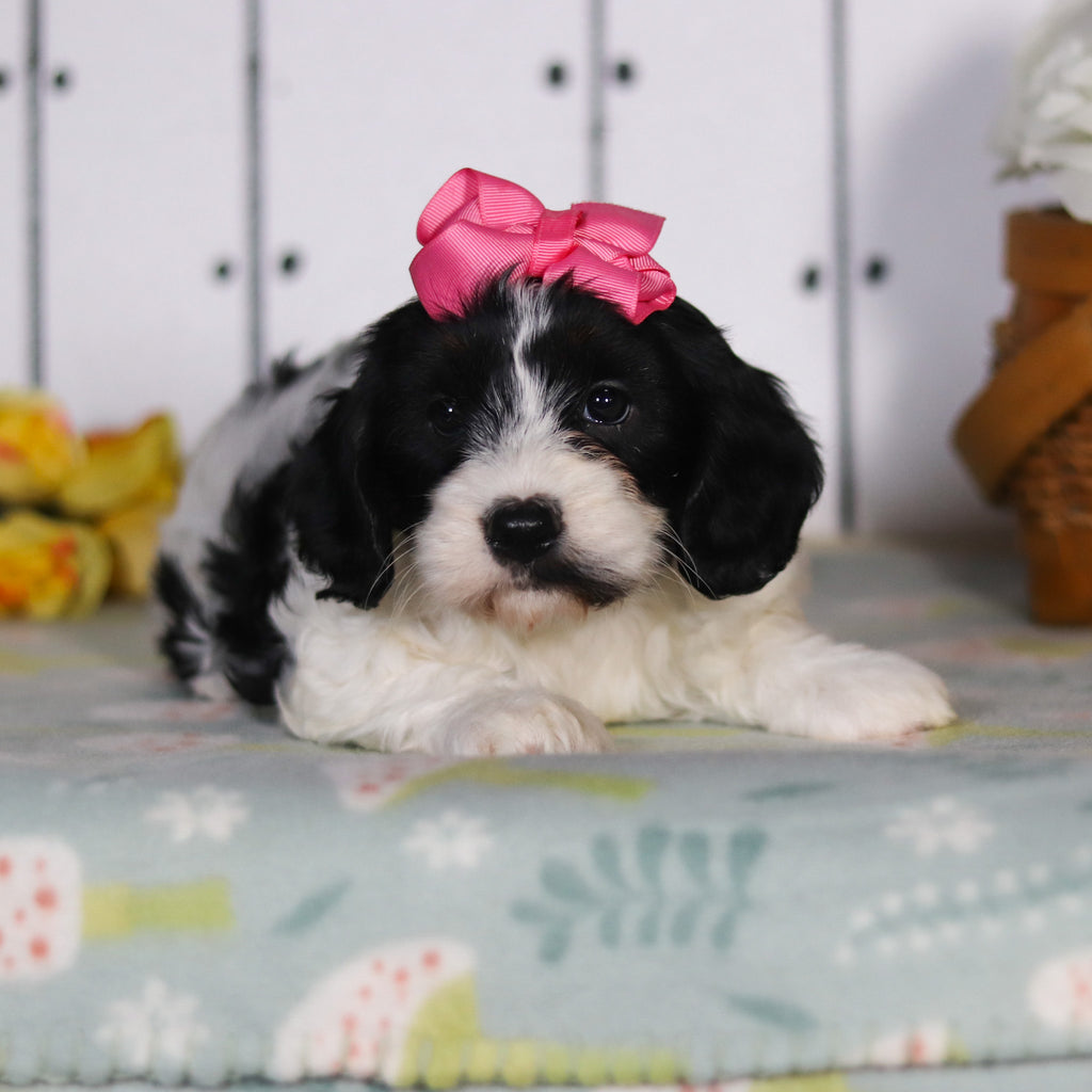 Vera - Available 5/14