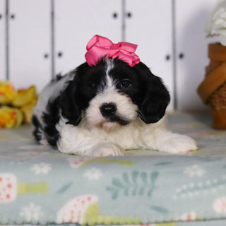 Vera - Available 5/14