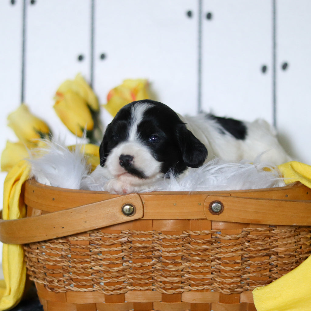 Vera - Available 5/14