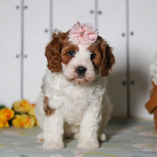 Valerie - Available 5/14