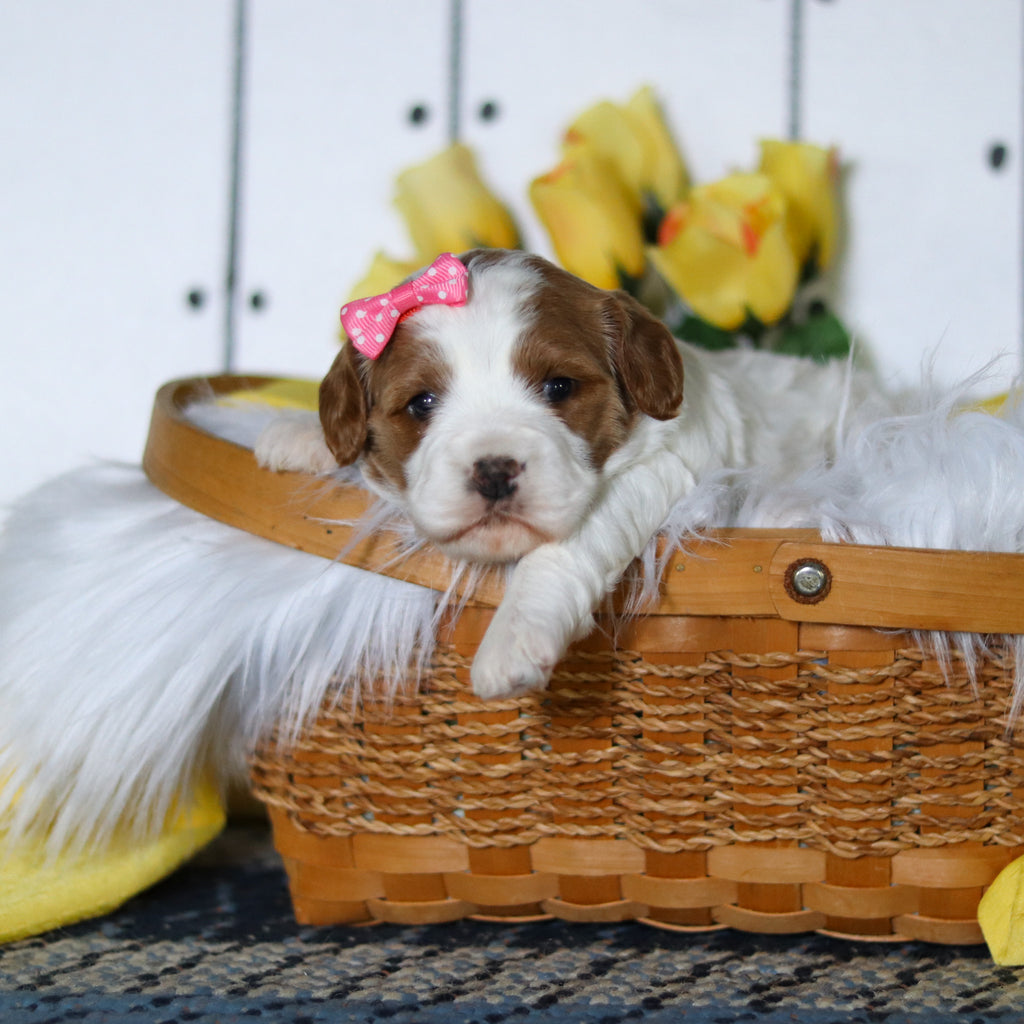 Valerie - Available 5/14