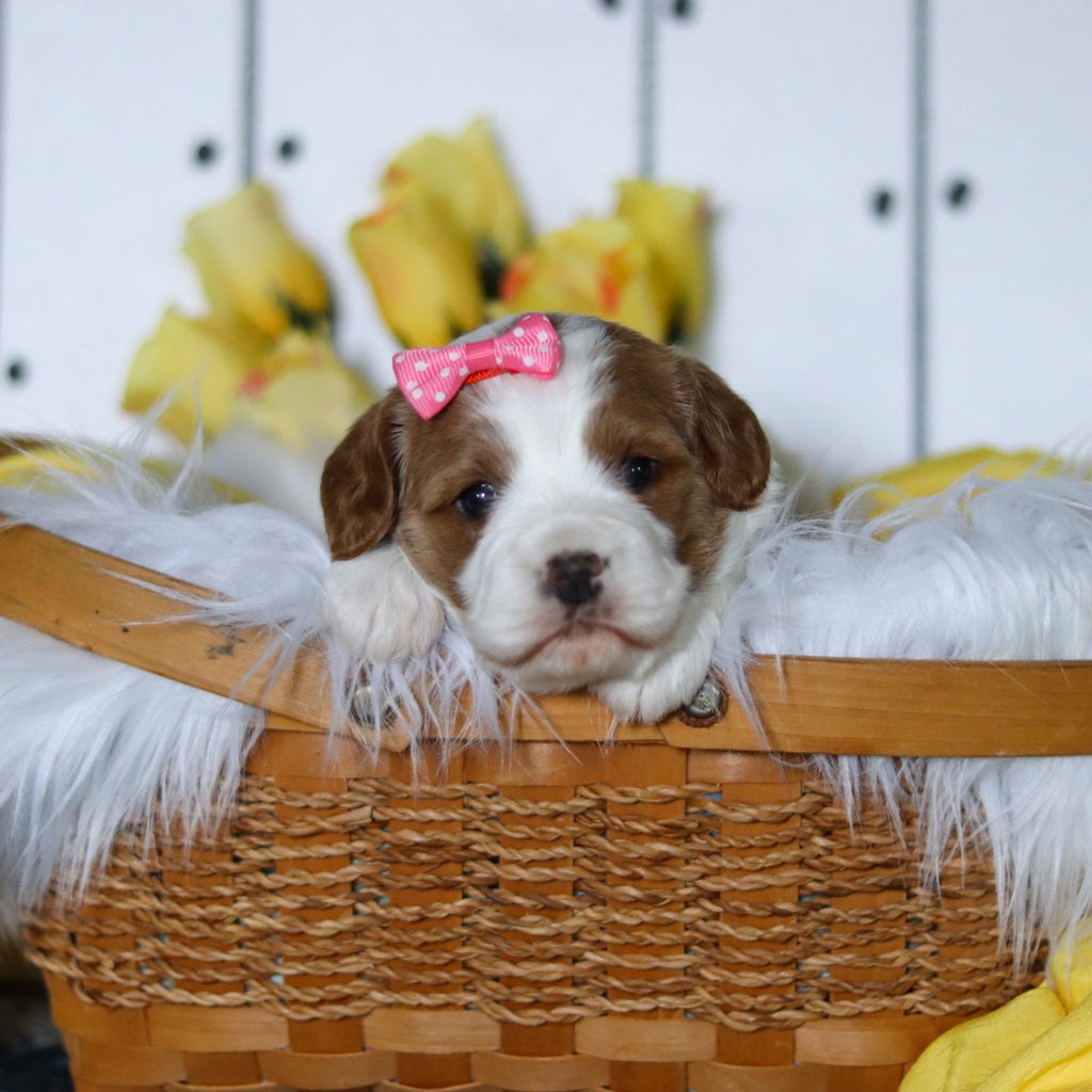 Valerie - Available 5/14