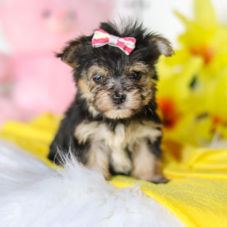 Bumblebee - Available 5/14
