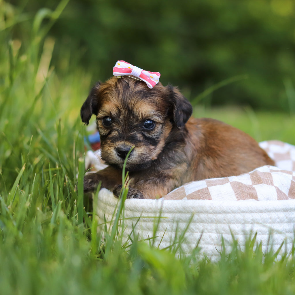 Jacy - Available 7/9