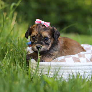 Jacy - Available 7/9