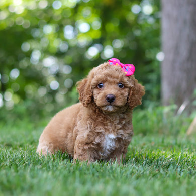 Lana - Available 7/16