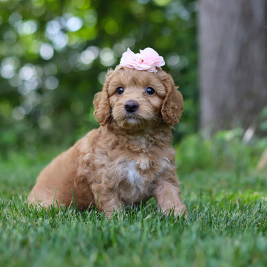 Lena - Available 7/16