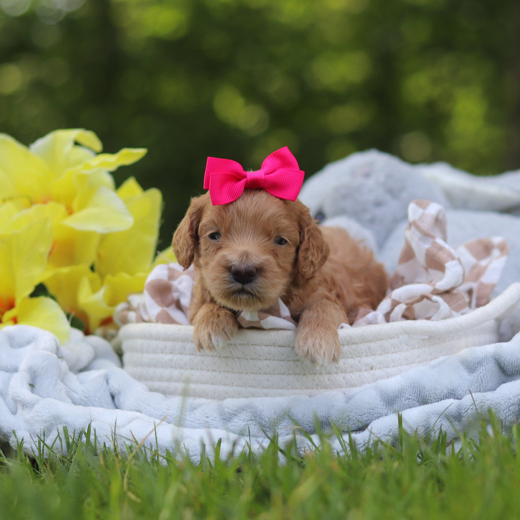 Lena - Available 7/16