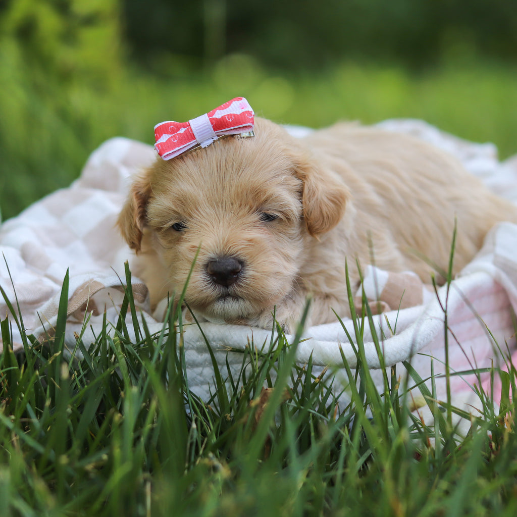 Mitzi - Available 7/23