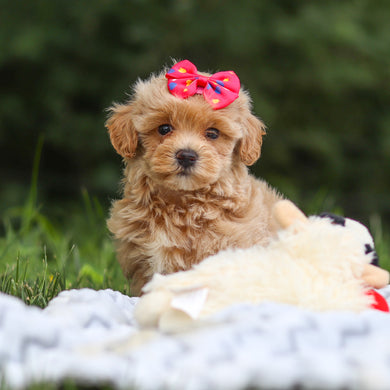 Mimi - Available 7/23