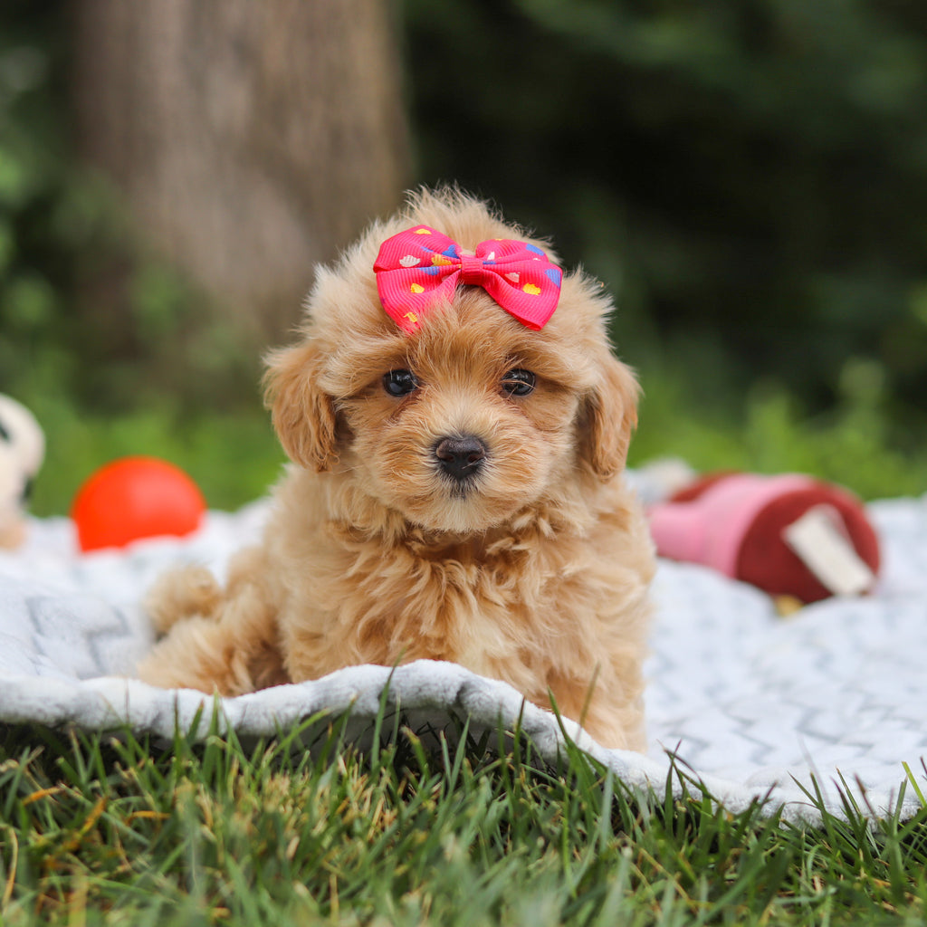 Mimi - Available 7/23