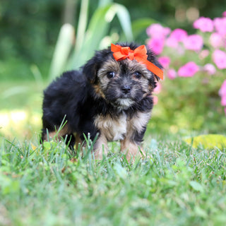 Sophie - Available 8/6