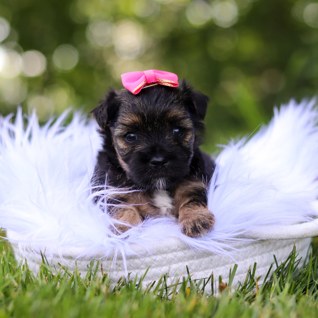 Sunny - Available 8/6