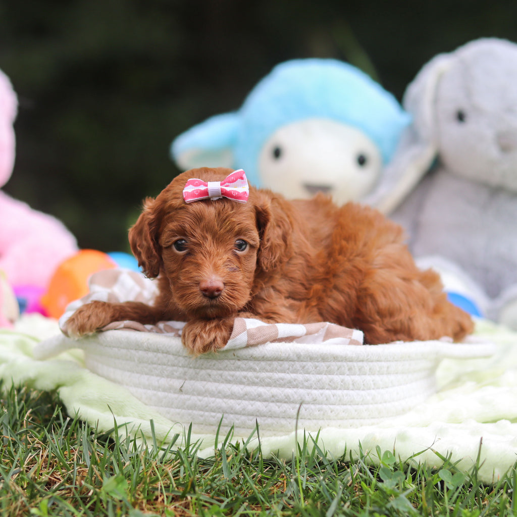 Fiona - Available 9/17