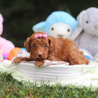 Fiona - Available 9/17