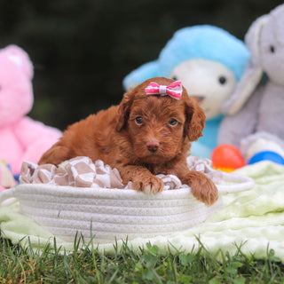 Fiona - Available 9/17