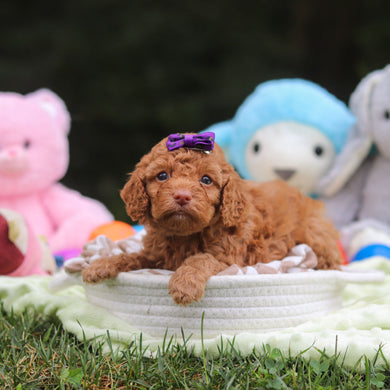 Florence - Available 9/17