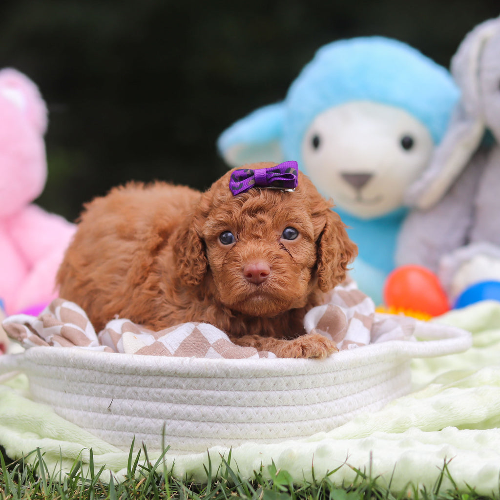 Florence - Available 9/17
