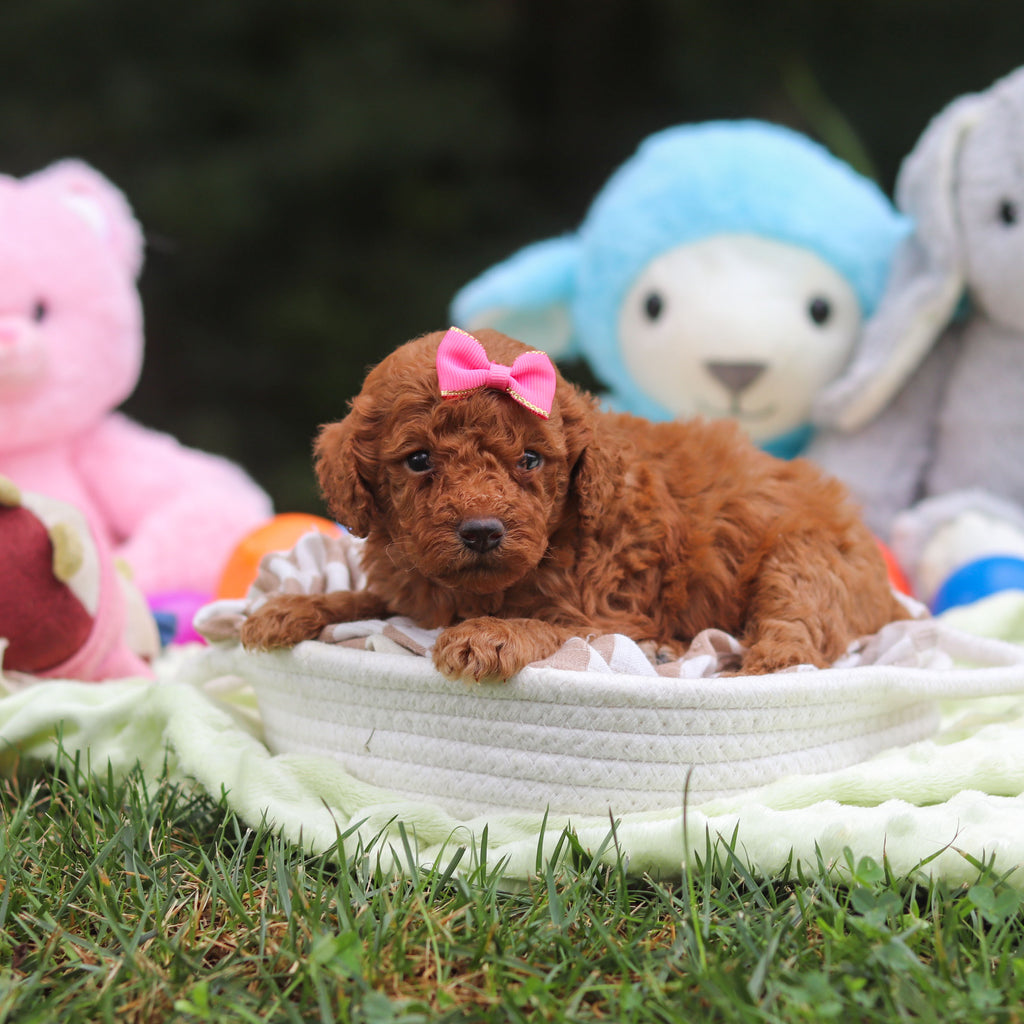 Flurry - Available 9/17