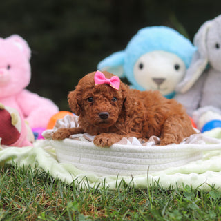 Flurry - Available 9/17