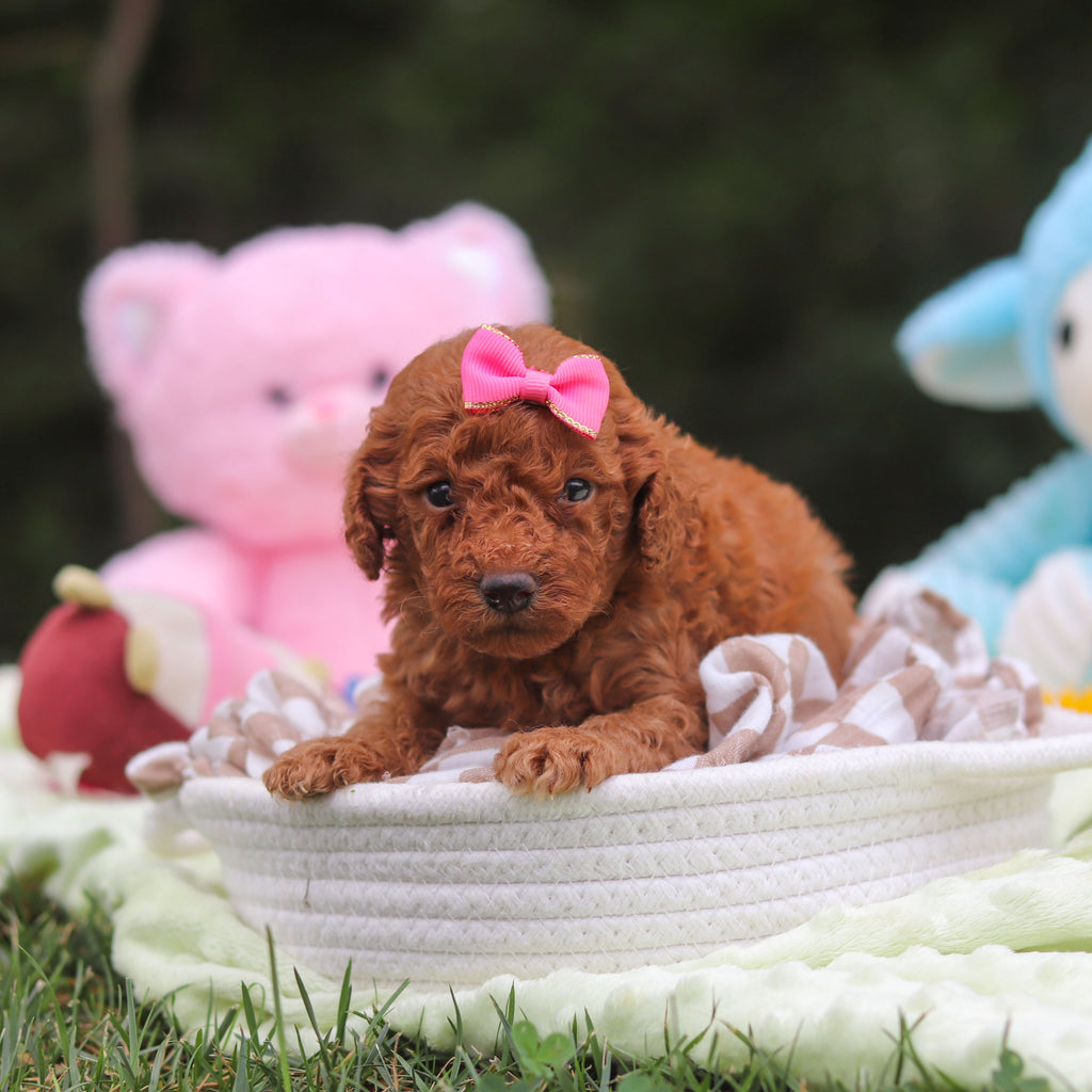 Flurry - Available 9/17