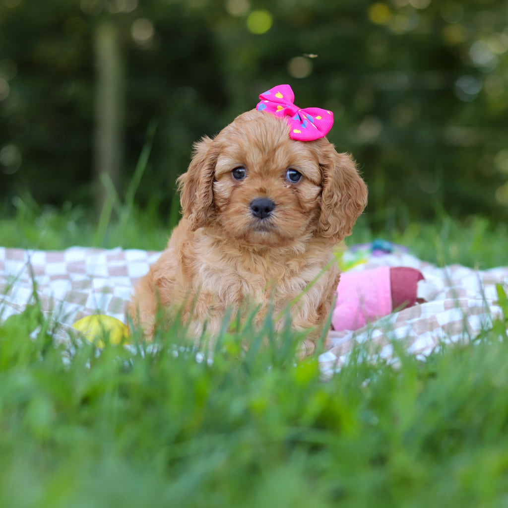 Pippa - Available 9/24