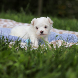 Hera - Available 9/24