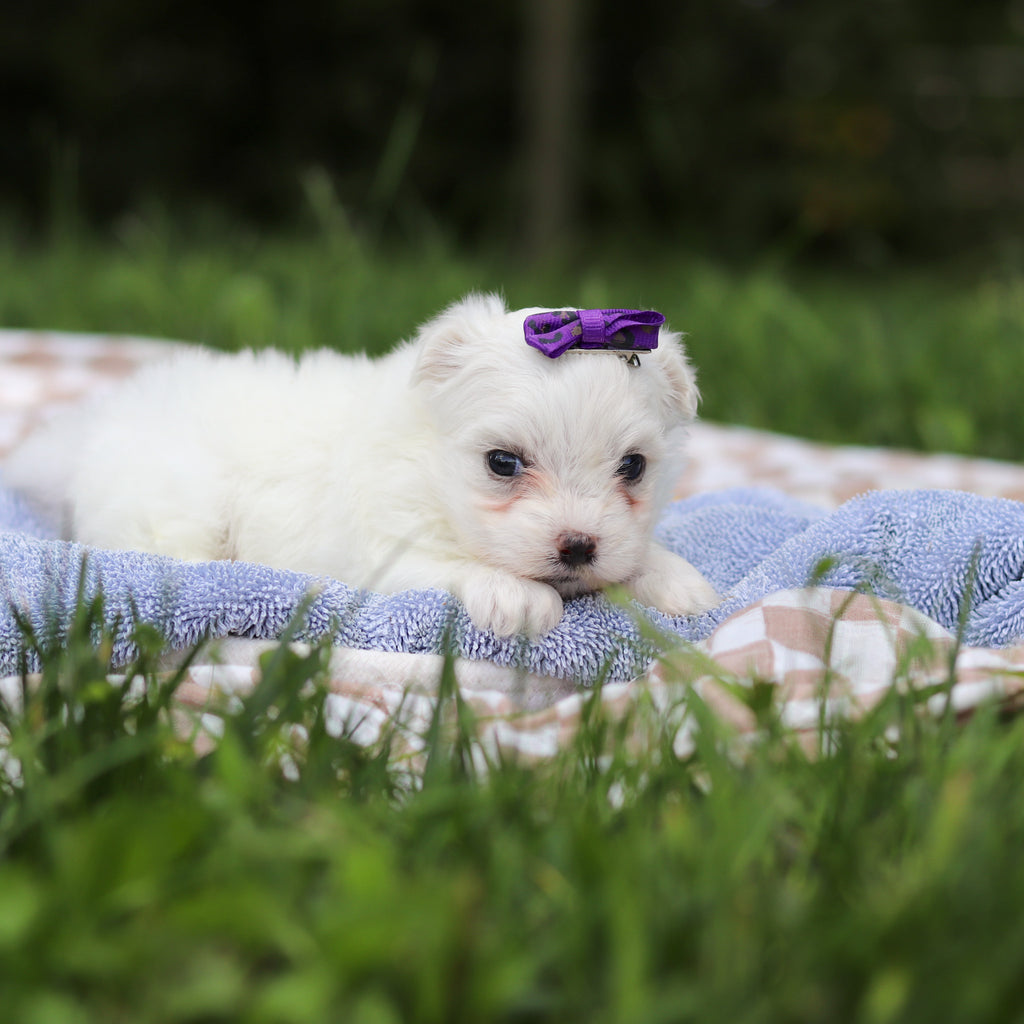 Hera - Available 9/24