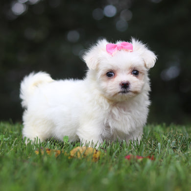 Hallie - Available 10/1