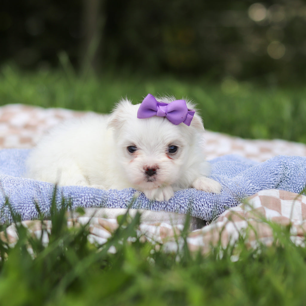 Hallie - Available 9/24