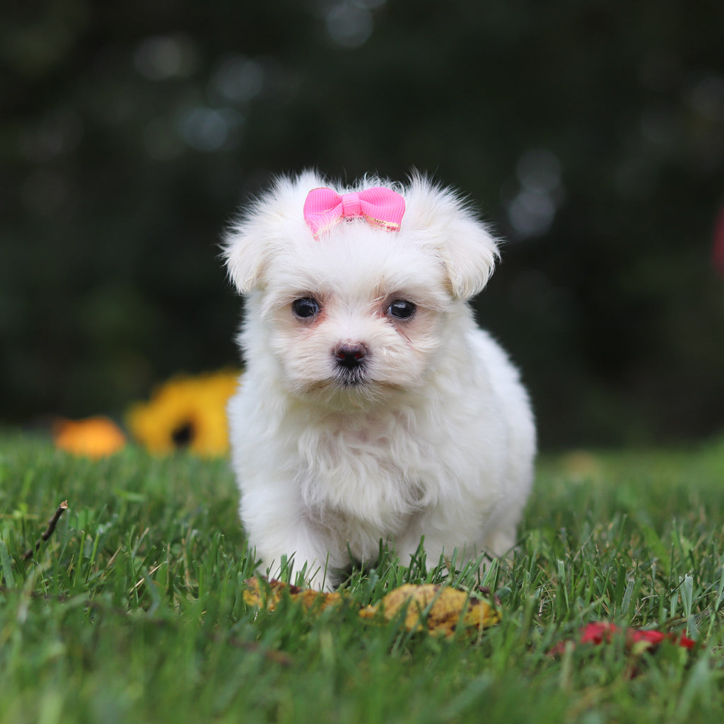Hallie - Available 10/1