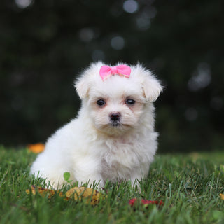 Hallie - Available 10/1