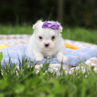 Hallie - Available 9/24