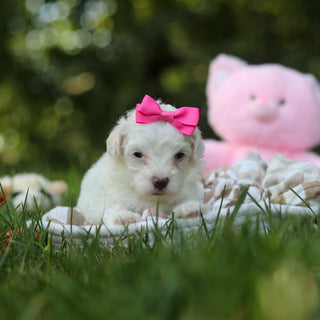 Pearl - Available 8/20