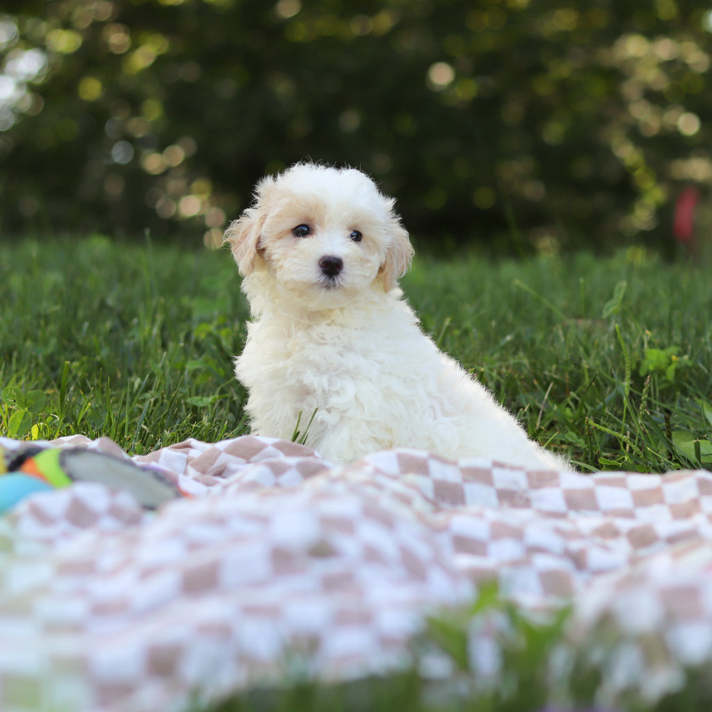 Suzette - Available 9/3