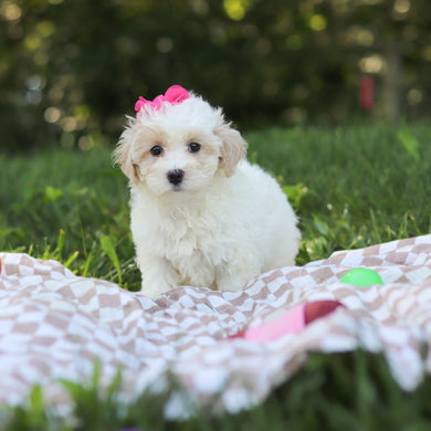 Suzette - Available 9/3