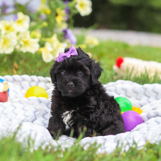 Cocoa - Available 8/13
