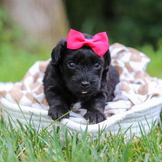 Cocoa - Available 8/13