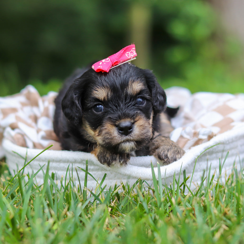 Betsy - Available 8/13