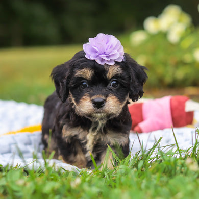 Betsy - Available 8/13