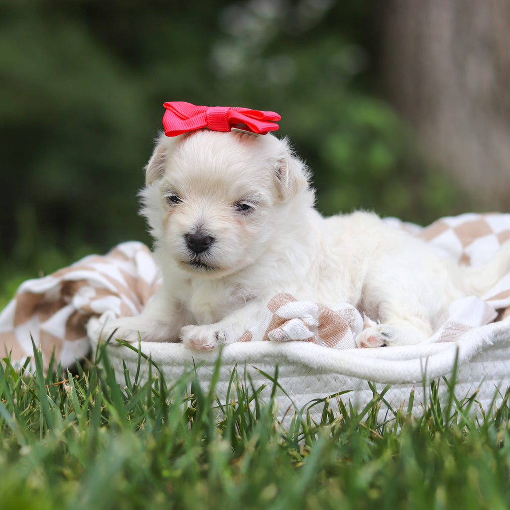 Keelie - Available 8/13