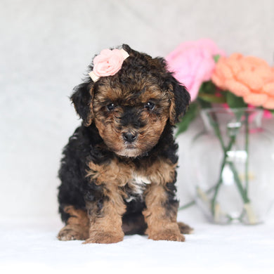 Harlow - Available 4/16